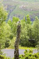 Small gray songbird wagtail on wood log, Norway. photo