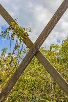 cruz de madera en la selva tropical con plantas y árboles mexico. foto