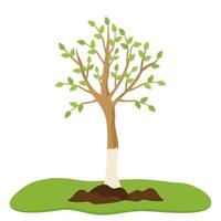 Gardening spring whitewashing of trees. A young seedling in fresh soil. Illustration of agriculture vector