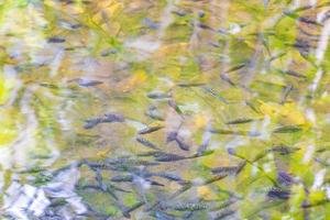 Fish and marine life in pond sump water nature Mexico. photo