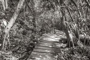 Tropical jungle plants trees wooden walking trails Sian Kaan Mexico. photo