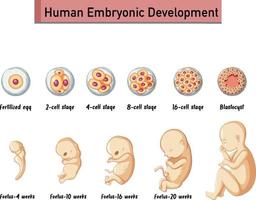 Human embryonic development in human infographic vector