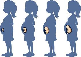 Diagram showing human embryonic development vector