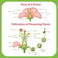 diagrama de polinización de plantas con flores vector