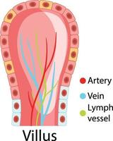 diagrama que muestra la estructura de las vellosidades intestinales vector