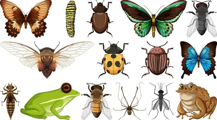 Different insects collection isolated on white background