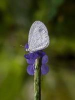 Beautiful butterfly moment photo