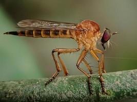 macro insectos y otros animales pequeños en la naturaleza foto