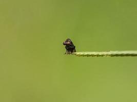 macro insectos y otros animales pequeños en la naturaleza foto