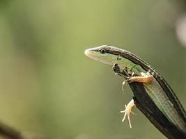 takydromus sexlineatus, el lagarto de hierba asiático, el lagarto de hierba de cola larga de seis rayas o el lagarto de hierba de cola larga, es una especie de lagarto arbóreo diurno foto