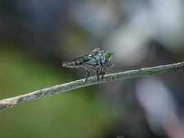 The Asilidae are the robber fly family, also called assassin flies photo