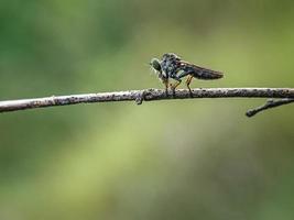 los asilidae son la familia de las moscas ladronas, también llamadas moscas asesinas foto