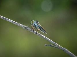 The Asilidae are the robber fly family, also called assassin flies photo