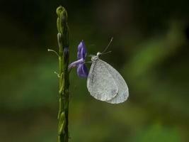 hermoso momento mariposa foto