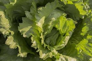 details lettuce in the field photo