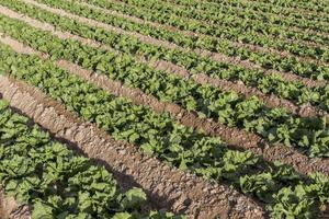 field of lettuce, agriculture, lettuce cultivation, green leaves photo