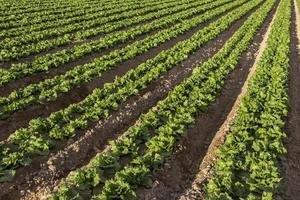 field of lettuce photo