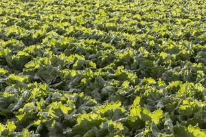 lettuce cultivation background texture photo