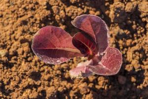 aerial view red baby leaf  lettuce in the field photo