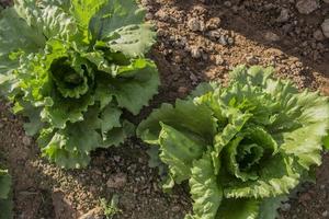 two lettuce in field photo