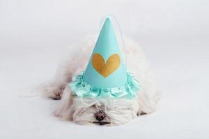 funny dog with hat photo