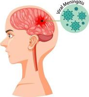 Human head section with brain vector