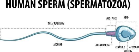 Structure of human sperm spermatozoa vector