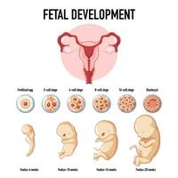 desarrollo embrionario humano en infografía humana vector