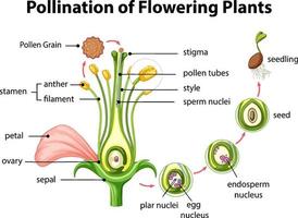 diagrama de polinización de plantas con flores vector