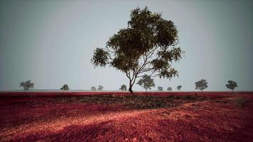 droge Afrikaanse savanne met bomen video