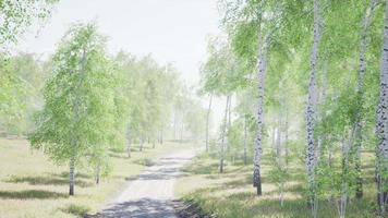 birch forest in sunlight in the morning video