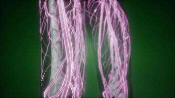 corps humain avec des vaisseaux sanguins brillants video