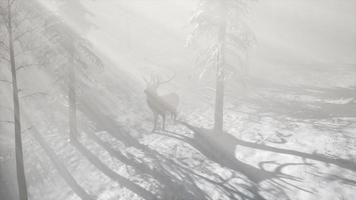 macho de cervo nobre orgulhoso na floresta de neve de inverno