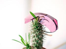 pot with cactus with pink protect laser epilation glasses. Hair removal, laser epilation, fun concept photo