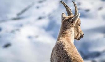 The guardian of the valley photo