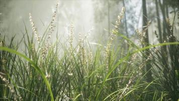 gräs blomma fält med mjukt solljus för bakgrund. video