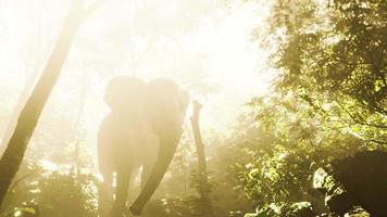 elephant in tropical forest with fog video