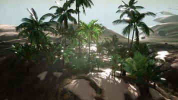 vista aérea de palmeiras nas dunas de areia perto do mar video