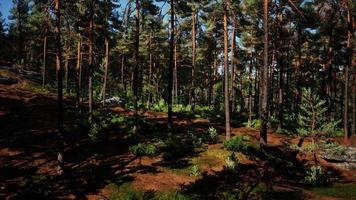 Wild pine trees at dawn during sunrise in a beautiful alpine forest video