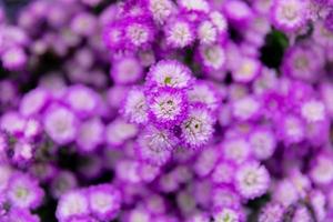 Colorful flowers blooming in winter beautifully. photo