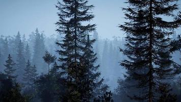 forêt nordique brumeuse tôt le matin avec brouillard video