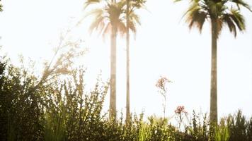 palmeras tropicales y hierba en un día soleado