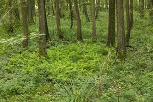 paisaje de bosque de páramo alemán con helechos, hierba y árboles de hoja caduca en verano foto