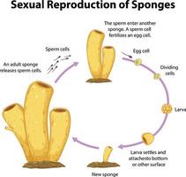 Diagram showing sexual reproduction in sponges vector