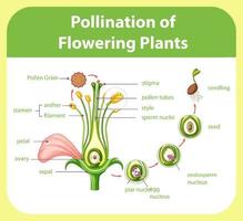 diagrama de polinización de plantas con flores vector