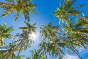 Coconut palm tree with blue sky, beautiful tropical sun rays background. Exotic nature low point of view with palm leaves. Travel landscape photo