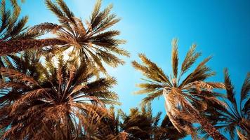 palmiers au coucher du soleil lumière et ciel video