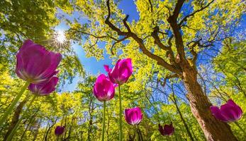 Spring blossom nature. Park landscape of flowers and tulips. Beautiful outdoor scenery, enchanting floral colorful nature background, sunny day. Closeup tulips with trees photo