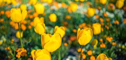 Spring background with beautiful yellow tulips. City garden park floral banner. Spring blossoming yellow tulips, bokeh flower background, pastel and soft floral card, selective focus, toned photo