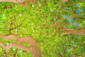 Looking up at the green tops of trees. Boost color process, fresh spring summer nature closeup view. Green leaves on branches and sun rays photo